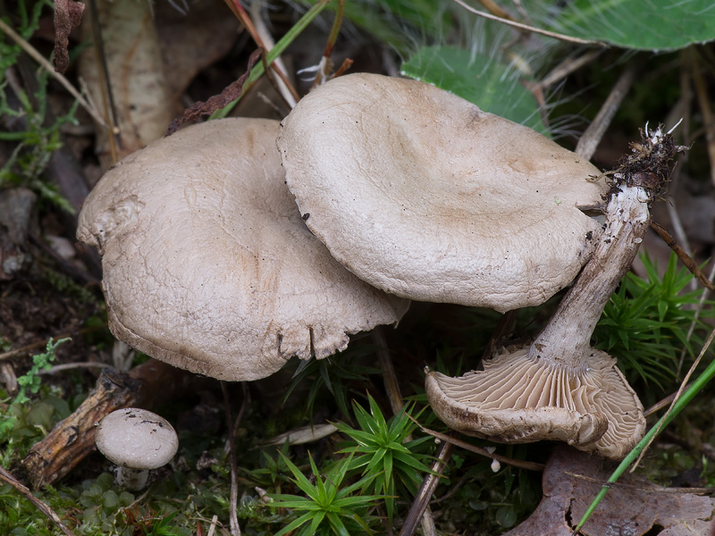 Rhodocybe parilis